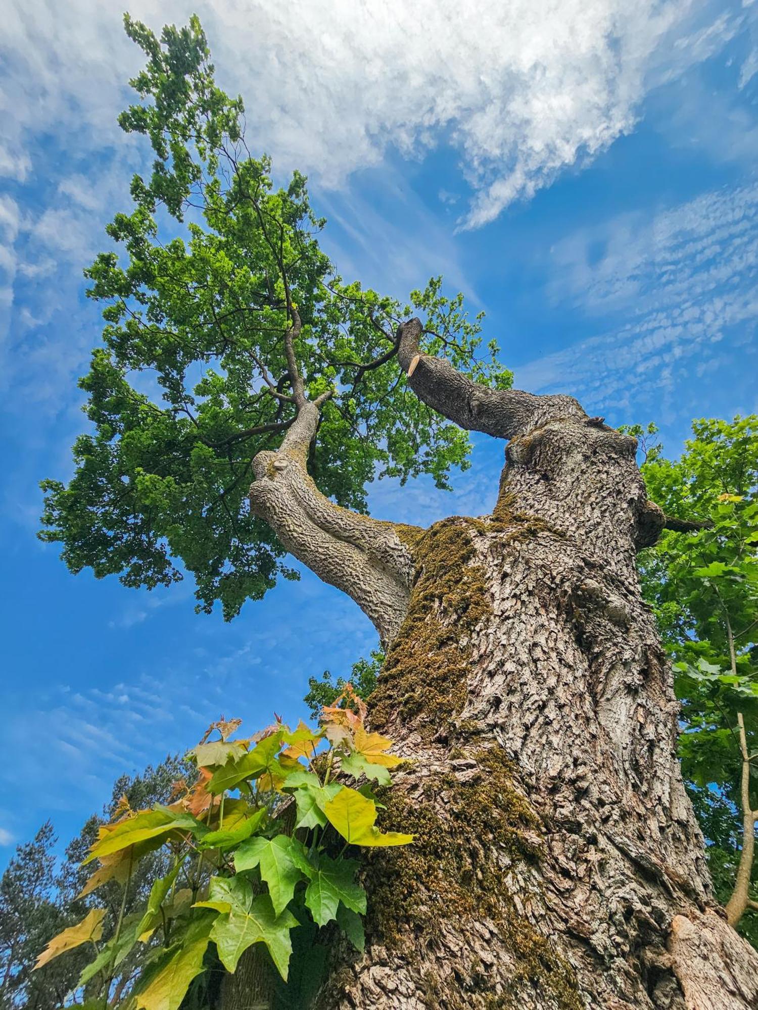 Dom Pod Klonem Na Kaszubach Villa Koscierzyna Bagian luar foto