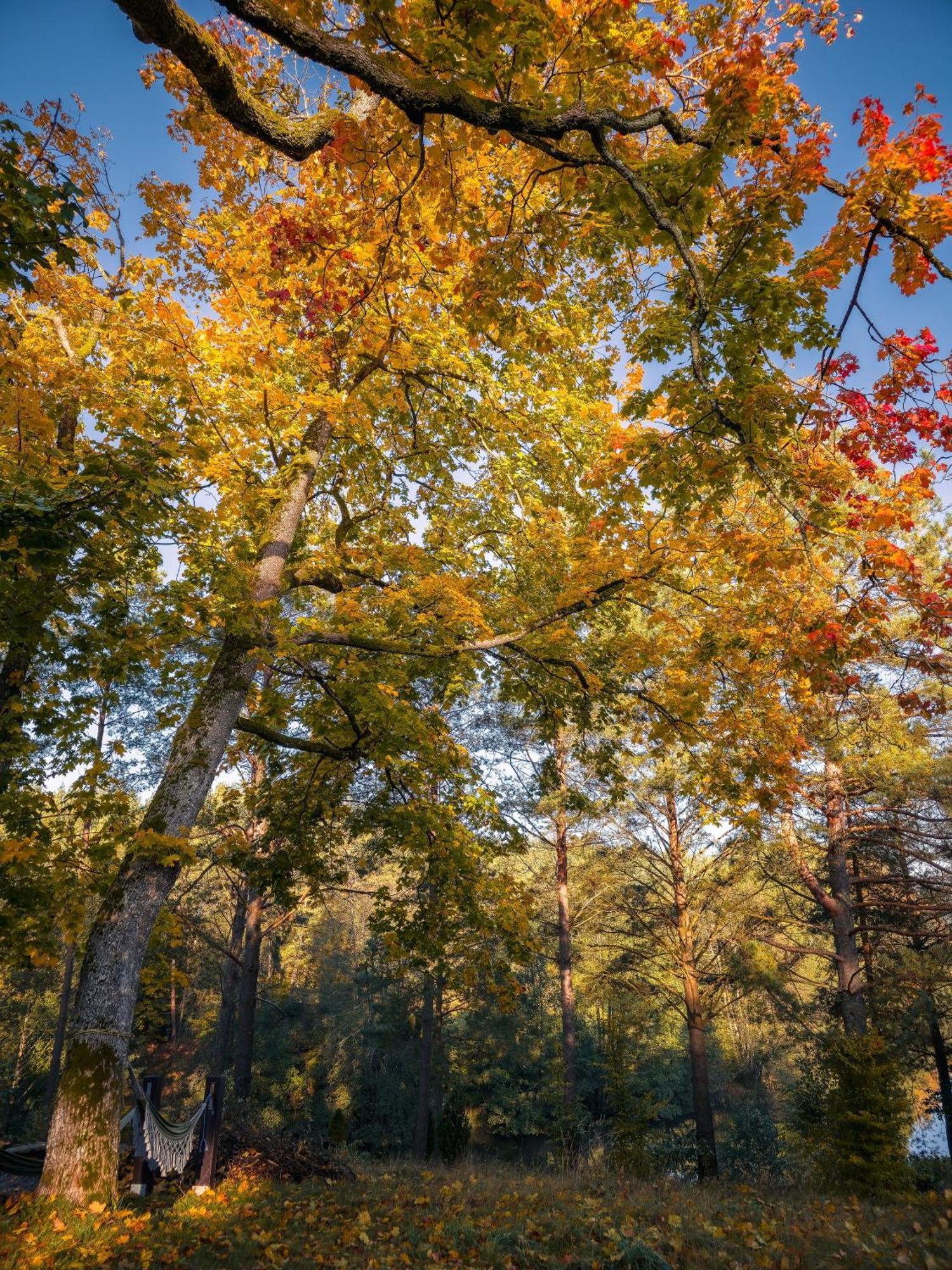 Dom Pod Klonem Na Kaszubach Villa Koscierzyna Bagian luar foto